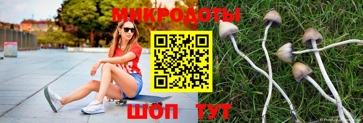Галлюциногенные грибы Psilocybine cubensis Северск
